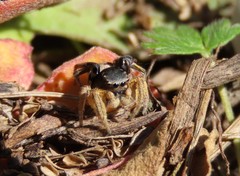 Habronattus captiosus