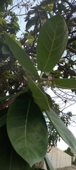 Calotropis procera
