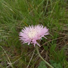 Psephellus ciscaucasicus