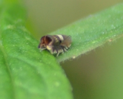 Grapholita interstinctana