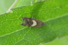 Grapholita interstinctana