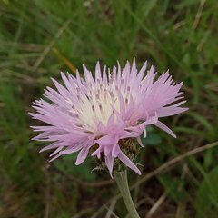 Psephellus ciscaucasicus