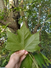 Platanus × hispanica