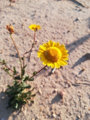 Lepidophorum repandum