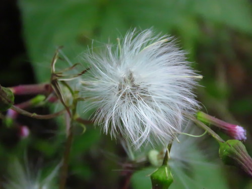 Erechtites valerianifolius