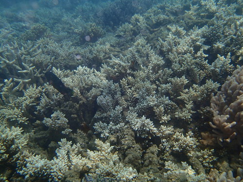 Cheilinus fasciatus