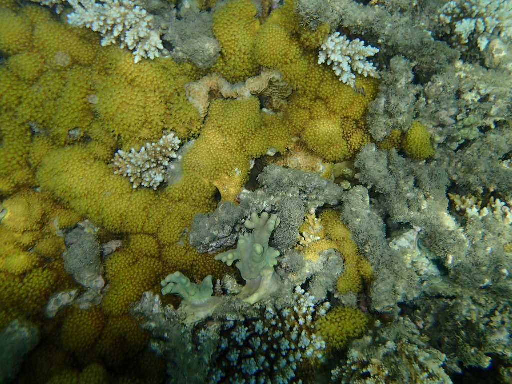 Sulphur Leather Coral