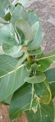 Calotropis procera image