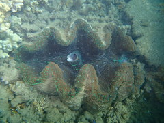 Tridacna gigas