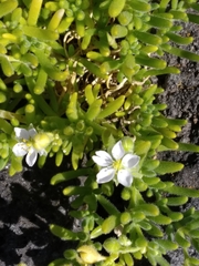 Spergularia azorica