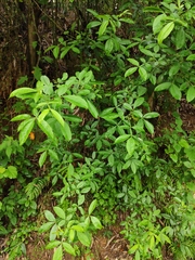 Zanthoxylum armatum