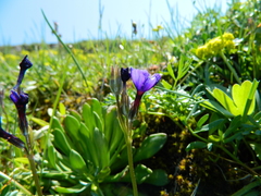 Primula cusickiana