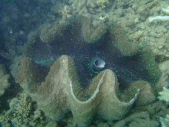 Tridacna gigas