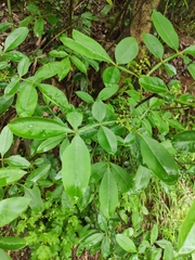 Zanthoxylum armatum
