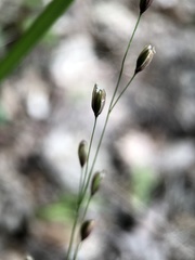 Melica uniflora