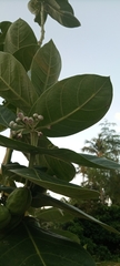 Calotropis procera image