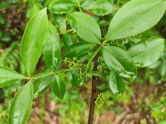 Zanthoxylum armatum