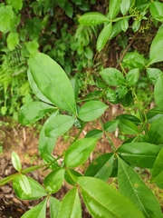 Zanthoxylum armatum