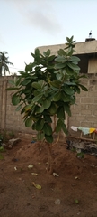 Calotropis procera