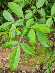 Zanthoxylum armatum