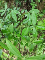 Zanthoxylum armatum