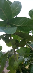 Calotropis procera