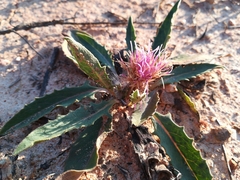 Klasea integrifolia monardii