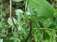 Zanthoxylum armatum