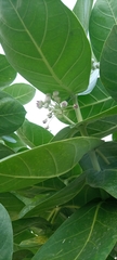 Calotropis procera image