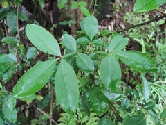 Zanthoxylum armatum