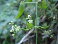 Rubia cordifolia
