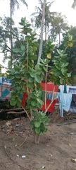 Calotropis procera