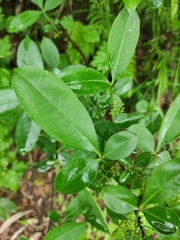 Zanthoxylum armatum