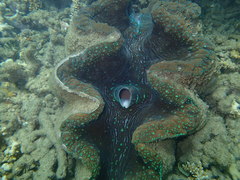 Tridacna gigas