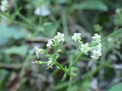 Rubia cordifolia