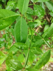 Zanthoxylum armatum