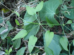 Rubia cordifolia