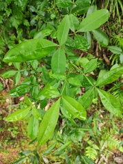 Zanthoxylum armatum