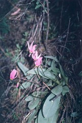 Primula conjugens conjugens