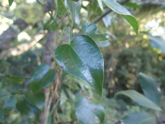 Dioscorea cotinifolia