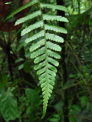 Sphaeropteris horrida