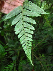 Sphaeropteris horrida