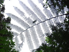 Sphaeropteris horrida