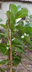 Calotropis procera