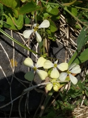 Raphanus raphanistrum raphanistrum