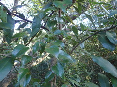 Dioscorea cotinifolia