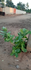 Calotropis procera