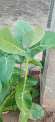 Calotropis procera