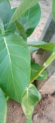 Calotropis procera image