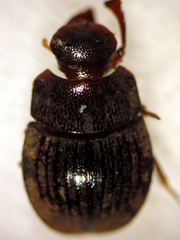 Saphobius lepidus